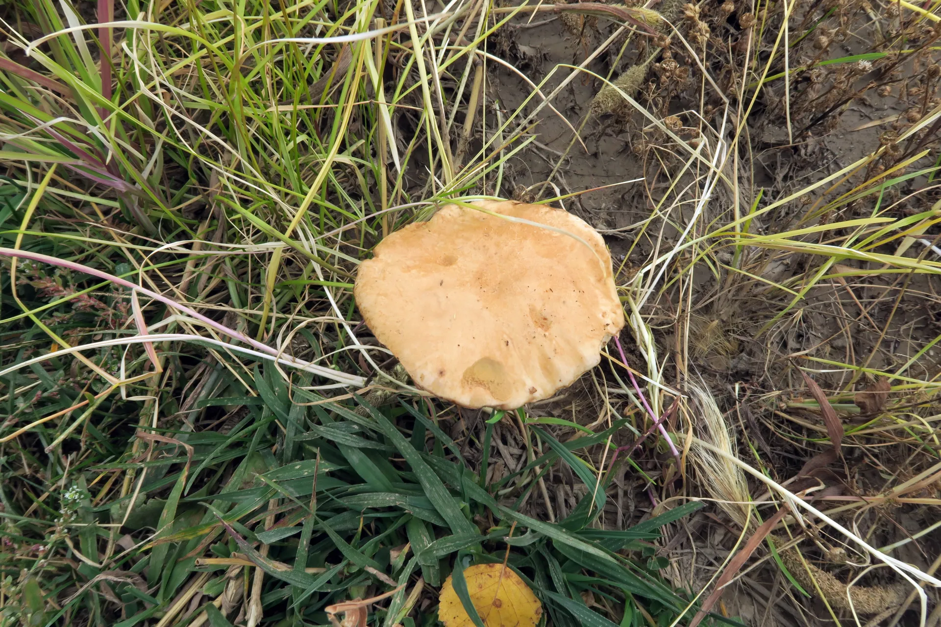 Leccinum holopus - 1 - IMG_4605